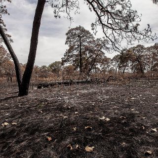 Suman mil 479 hectáreas afectadas por incendios en Jalisco