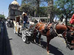 El Ayuntamiento de Guadalajara estableció las calandrias deben suspender sus actividades cuando la temperatura supere los 32 grados. EL INFORMADOR / G. Gallo