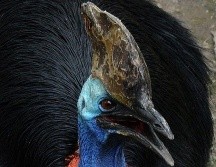 Un pájaro gigante e irritable que mató a su último dueño se encuentra a la venta. AFP / M. Ralston