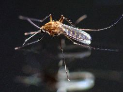 En el Día Mundial del Paludismo recuerdan que se trata de una enfermedad potencialmente mortal causada por parásitos que se transmiten al ser humano por la picadura del mosquito Anopheles. EL INFORMADOR / ARCHIVO