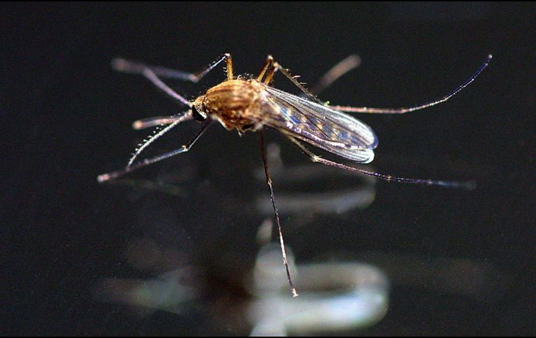 En el Día Mundial del Paludismo recuerdan que se trata de una enfermedad potencialmente mortal causada por parásitos que se transmiten al ser humano por la picadura del mosquito Anopheles. EL INFORMADOR / ARCHIVO