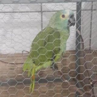 Detienen a un loro "narco" en Brasil