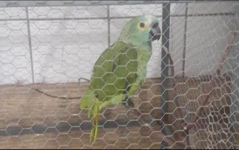El ave fue trasladada al zoológico de Teresina, donde pasará tres meses mientras aprende a volar. ESPECIAL