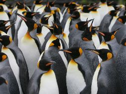 Estos animales necesitan suelo sólido para reproducirse, si el hielo en el que viven cambia, afecta la reproducción, o las que se procrean mueren sin alcanzar su desarrollo. AFP / M. Mochet