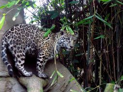 Una de las principales amenazas para estos animales es la caza furtiva, por lo que en Oaxaca, donde habitan estos felinos, ya hay áreas protegidas para preservarlos. EL INFORMADOR / ARCHIVO