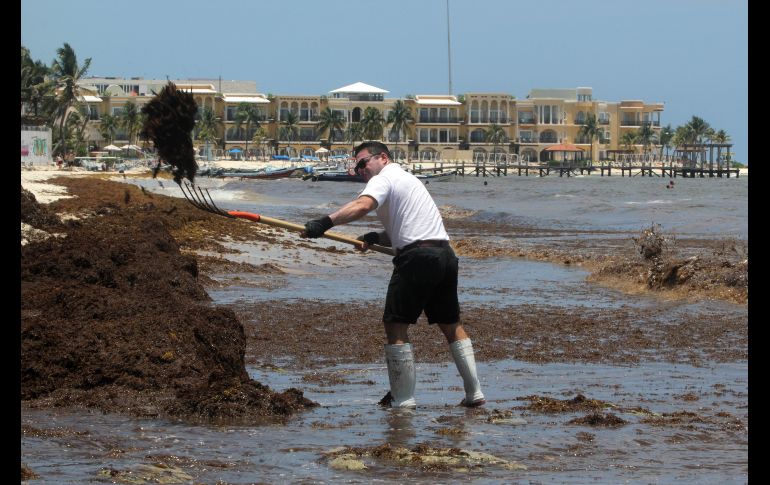 Trabajos de retiro de la macroalga en Playa del Carmen. EFE/A. Cupul