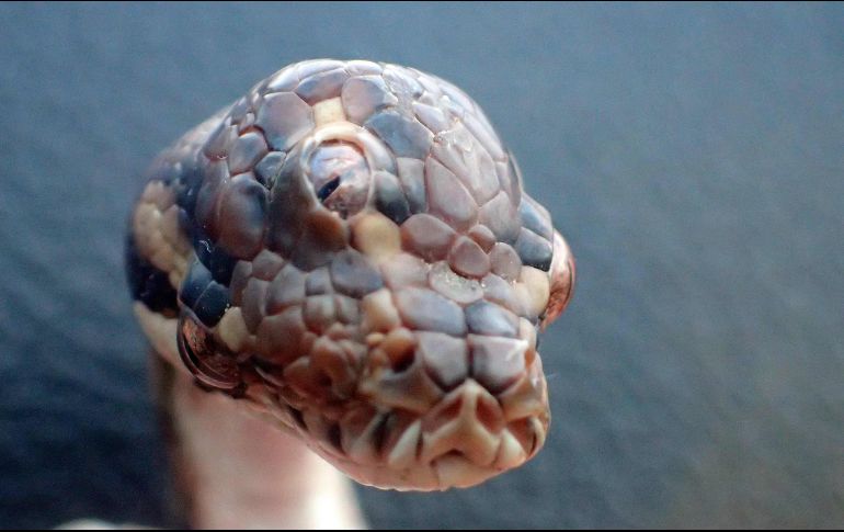 Los estudios revelaron que la pitón veía por los tres ojos, tenía 3 meses de nacida y medía 40 centímetros. AFP  / Northern Territory Parks and Wildlife