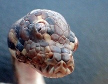 Los estudios revelaron que la pitón veía por los tres ojos, tenía 3 meses de nacida y medía 40 centímetros. AFP  / Northern Territory Parks and Wildlife