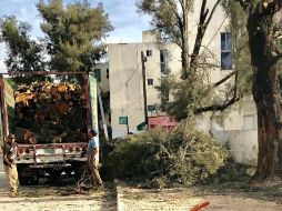 En la avenida Laureles talaron al menos una docena de árboles el pasado fin de semana. EL INFORMADOR/R. Rivas