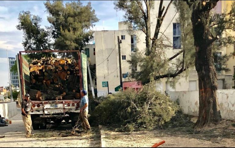 En la avenida Laureles talaron al menos una docena de árboles el pasado fin de semana. EL INFORMADOR/R. Rivas
