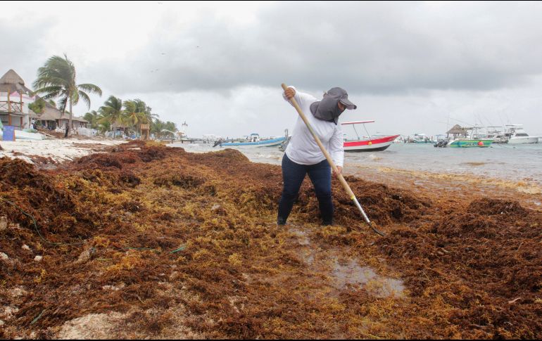 Pescadores limpian del sargazo sus playas en la población de Puerto Morelos, en el estado de Quintana Roo. EFE / A. Cupul