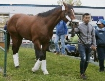“Country House” será el primer ejemplar en 23 años en ganar en Kentucky y no correr el Preakness. AP / J. Cortez
