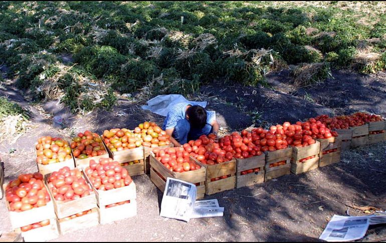 El tomate es el tercer producto agrícola de exportación, después de la cerveza y el aguacate, en donde incluso, en el mercado de Estados Unidos, uno de cada dos tomates que se consumen en EU es de origen mexicano. EL INFORMADOR/ ARCHIVO
