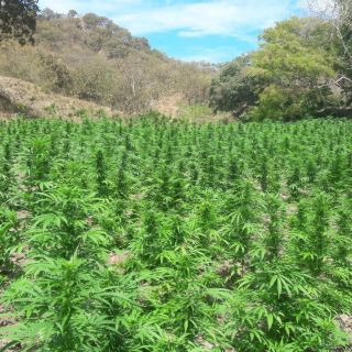 Encuentran y destruyen plantíos de mariguana en Tomatlán