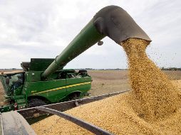 Manuel Tarriba afirmó que Senasica está permitiendo la importación de maíz sin revisión ni fumigación. AP/M. Conroy