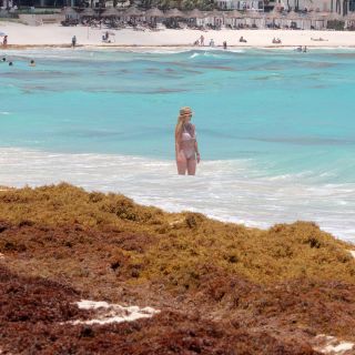 Impactos de sargazo no sólo dañan playas turísticas: científicos