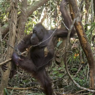 Expertos calman población tras primer caso de viruela de monos en Singapur