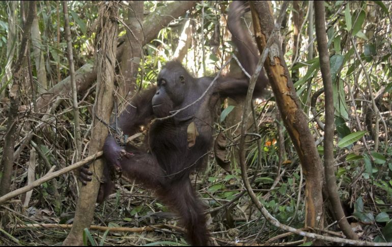 Después del reporte de primer caso de viruela en primates en Singapur, autoridades tuvieron que intervenir para aclarar que la población no corre riesgo. EL INFORMADOR / ARCHIVO