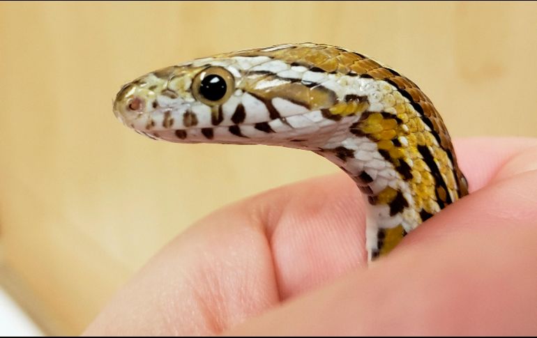 El hospital de animales donde fue revisada señaló que la serpiente maicera, llamada Penélope, pertenecía a un niño de 12 años que vive cerca. La víbora y su dueño pudieron reunirse después. AP / Chicago Exotics