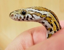 El hospital de animales donde fue revisada señaló que la serpiente maicera, llamada Penélope, pertenecía a un niño de 12 años que vive cerca. La víbora y su dueño pudieron reunirse después. AP / Chicago Exotics