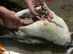 La institución advierte que ocho millones de toneladas de plástico ingresan a los océanos al año el 90 por ciento de las aves marinas tienen plástico en su intestino. TWITTER / @WWF_Mexico
