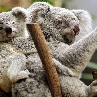 Expertos afirman que los koalas están "extintos funcionalmente"