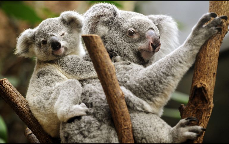 Desde mayo de 2012, los koalas han sido catalogados como vulnerables en Queensland, Nueva Gales del Sur y el Territorio de la Capital de Australia. EFE / ARCHIVO