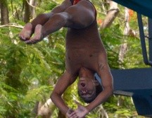 El jalisciense Osmar Olvera se repuso de dos clavados mal ejecutados en las últimas rondas, esto para después colgarse dos preseas de oro. Cortesía / Code