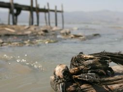 Jalisco es segundo lugar en denuncias por daño ambiental