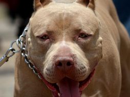 El delincuente le disparó al animal con lo que lo lesionó, según la Policía de Zapopan, de manera 