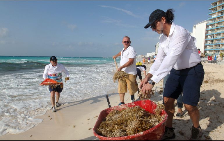 Voluntarios limpian el sargazo de las playas de Cancún durante el operativo organizado este sábado. EFE/ ARCHIVO