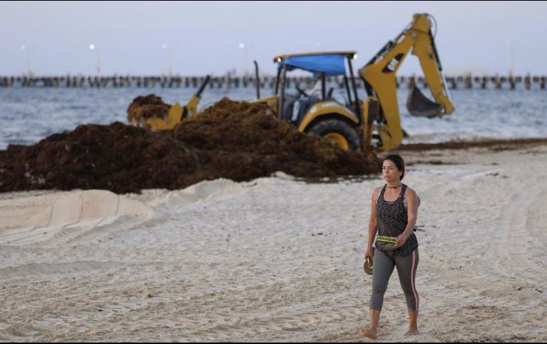Acusan que el ayuntamiento de Benito Juárez introdujo maquinaria pesada en las playas, incumplimiento las reglas federales para el manejo de sargazo. AP / ARCHIVO