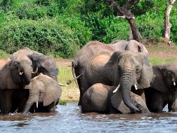 Botsuana tiene la mayor población de elefantes del mundo, con un estimado de 130 mil. AP/C. Noronha