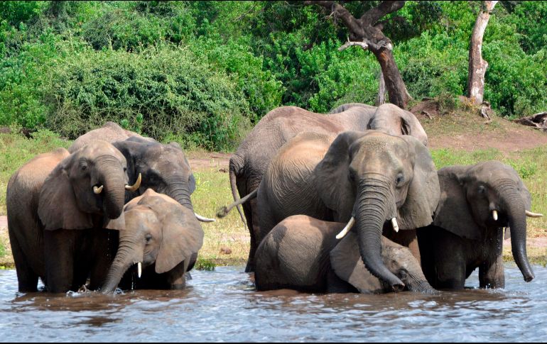 Botsuana tiene la mayor población de elefantes del mundo, con un estimado de 130 mil. AP/C. Noronha