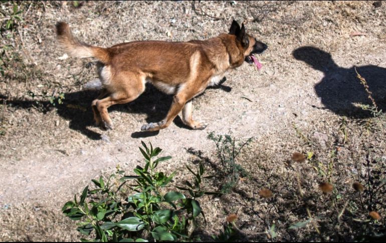 Los canes eran entrenados junto a otros en la propiedad donde se registró el ataque. AFP/ARCHIVO