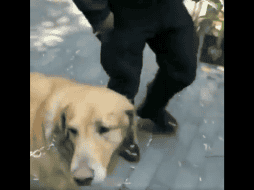 Además, pagó una multa de 11 veces el valor de la UMA. TWITTER / @Fafhoo