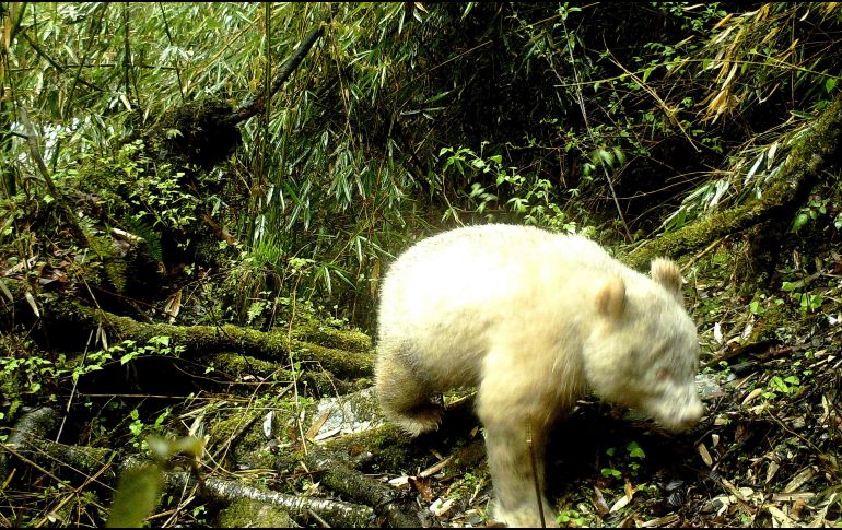 El oso panda albino tiene entre uno y dos años. AFP / Wolong National Nature Reserve