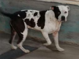 El perro habría matado presuntamente a un sujeto que se metió a la vivienda a robar. ESPECIAL