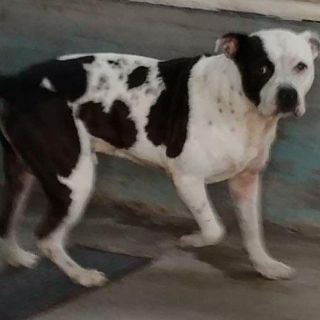 Resguardan a perro que agredió y mató a presunto ladrón