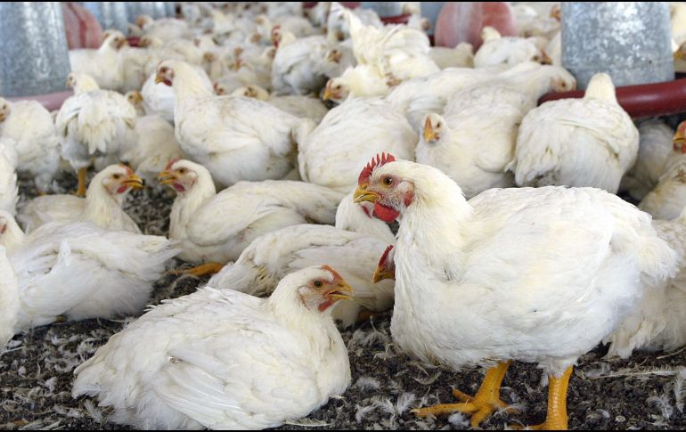 La influenza aviar es una enfermedad clasificada por la OIE como notificable y, por ello, todos los países miembros están en la obligación de reportar las incidencias del padecimiento ante el organismo. EL INFORMADOR / ARCHIVO