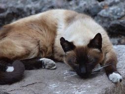 Carmen acude cada semana a Palacio Nacional para revisar a los gatos y dejarles alimento. TWITTER / @SHCP_mx
