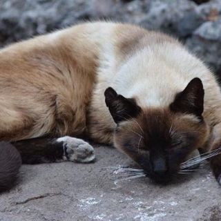 Detallan plan para cuidar a gatos de Palacio Nacional tras denuncia