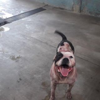 Confían en que "Pirata" vuelva a casa