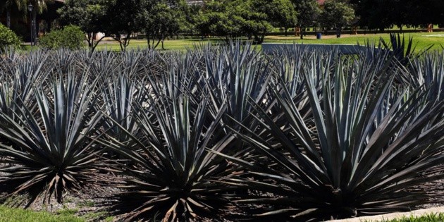 Firman convenio CRT y SAT para acabar con el mercado ilegal de tequila