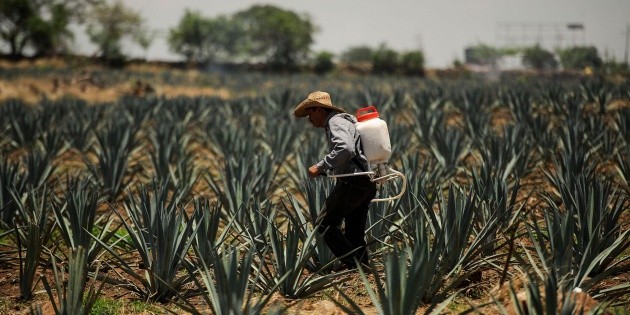 Aumento en el precio del agave pega a productores