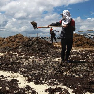 La Semar invierte 60 MDP para recolección de sargazo