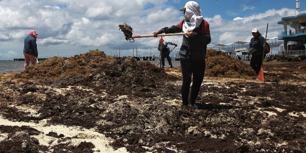 La Semar invierte 60 MDP para recolecci&oacute;n de sargazo