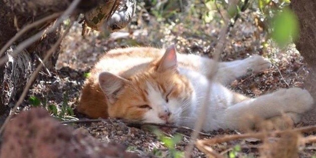 Los gatos seguir&aacute;n habitando Palacio Nacional, afirma Presidencia