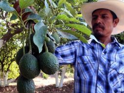 Productos como el aguacate podrían encarecerse aún más en Estados Unidos. AFP