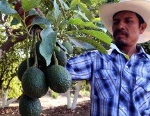Productos como el aguacate podrían encarecerse aún más en Estados Unidos. AFP
